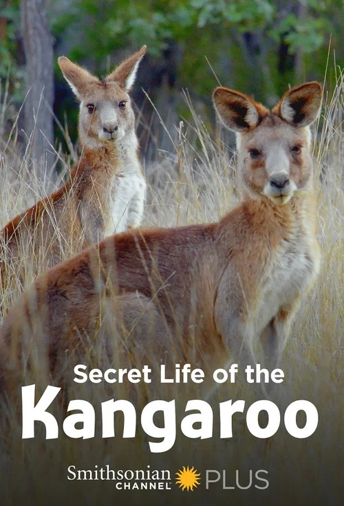 Secret Life of the Kangaroo