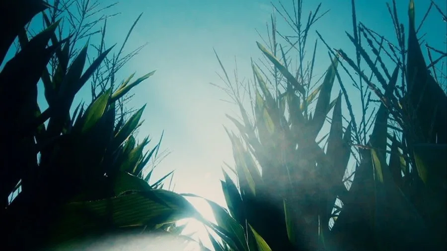 Frame 6