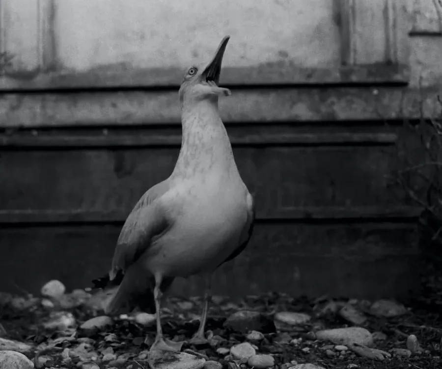 Frame 7