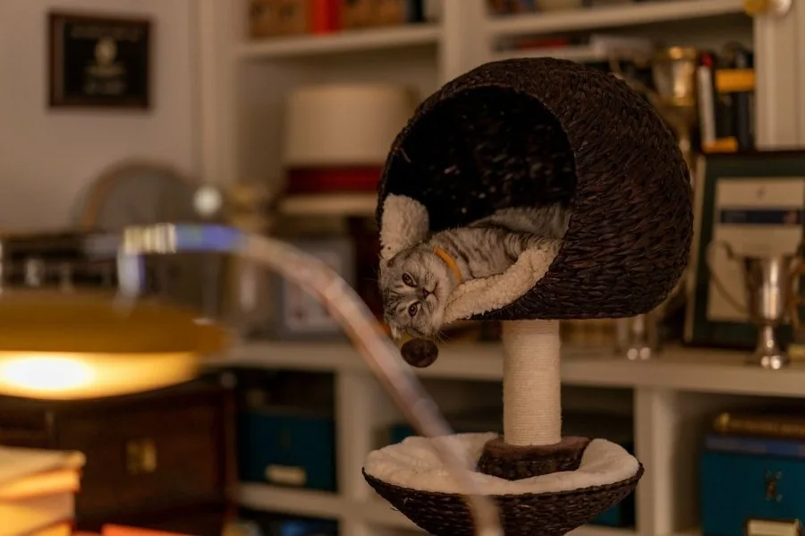 Frame 11